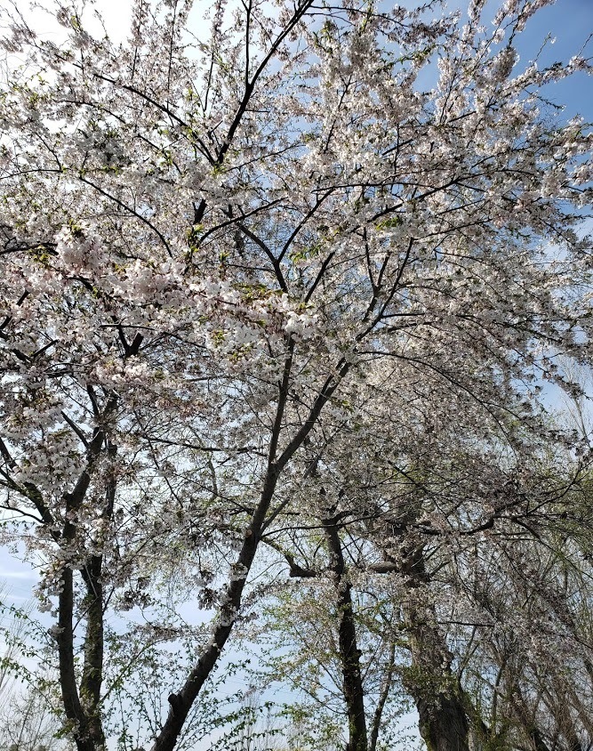 桜の木　1.jpg