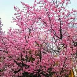 桜咲く～!!