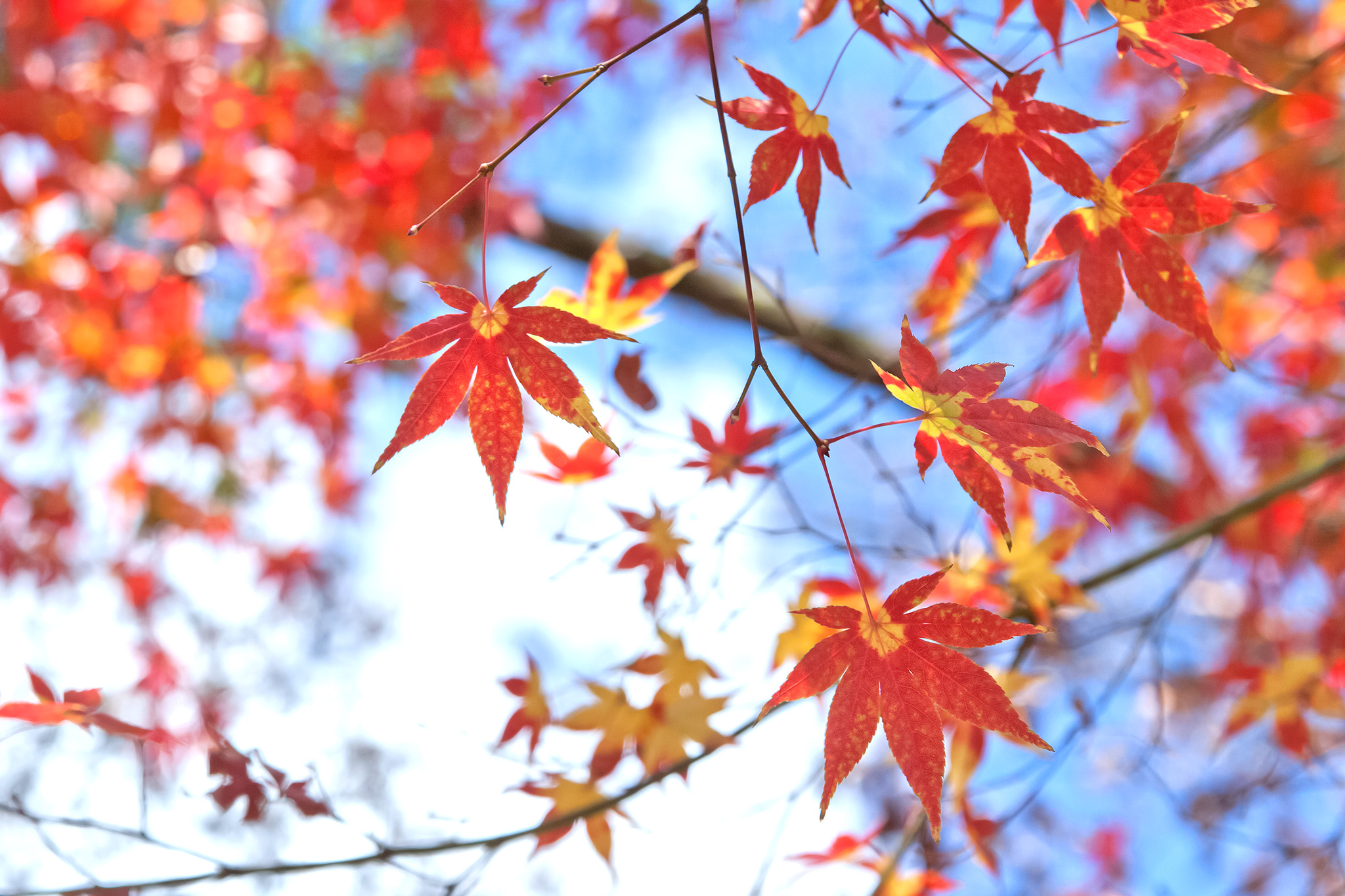 autumn-leaves_00019.jpg